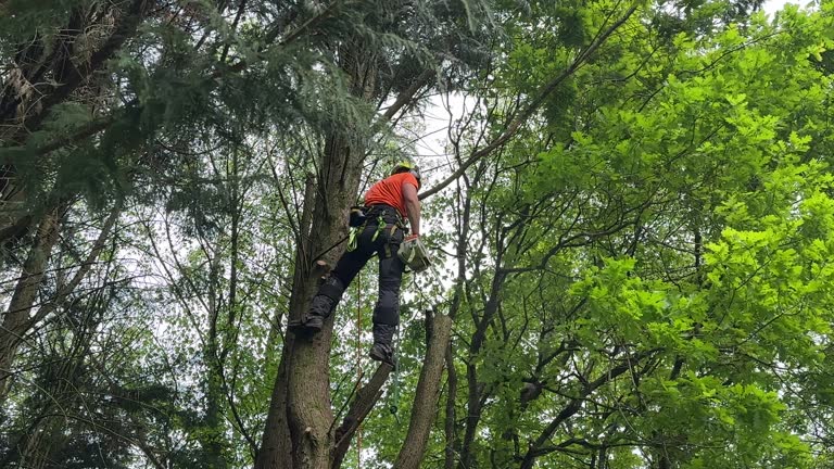 Best Hazardous Tree Removal  in Glenpool, OK